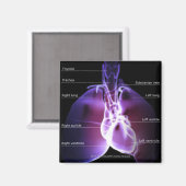 Struktur des Herzens und der Lungen Magnet (Vorderseite/Rückseite)