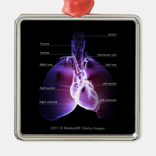 Struktur des Herzens und der Lungen Ornament Aus Metall (Vorne)