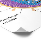 Struktur des HIV-Posters Poster (Ecke)