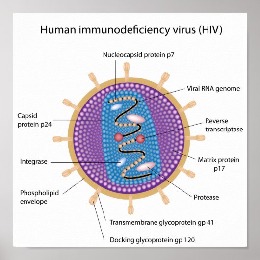 Struktur des HIV-Posters Poster (Vorne)