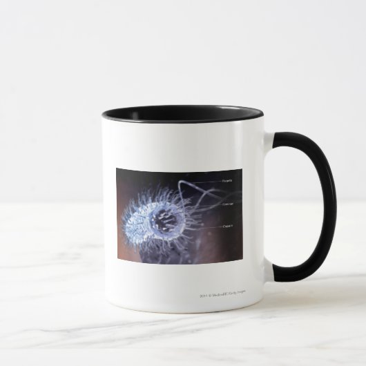 Struktur einer helicobacter Pförtnerzelle Tasse (Rechts)