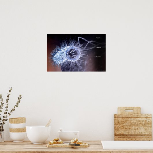 Struktur einer Helicobacter pylori-Zelle Poster (Küche)