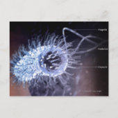 Struktur einer Helicobacter pylori-Zelle Postkarte (Vorderseite)