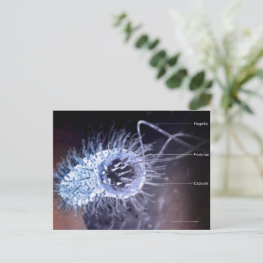 Struktur einer Helicobacter pylori-Zelle Postkarte (Stehend Vorderseite)