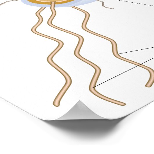 Struktur eines bakteriellen Zellposters Poster (Ecke)