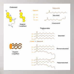 Struktur von Cholesterin und Triglyceriden Poster