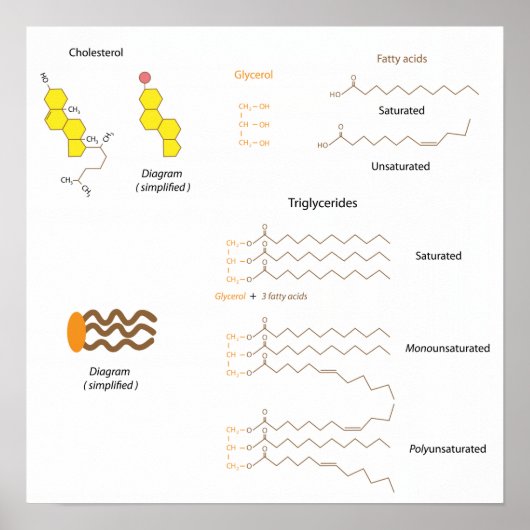 Struktur von Cholesterin und Triglyceriden Poster (Vorne)