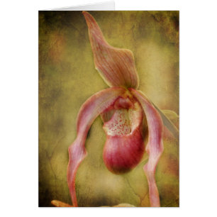 Strukturierte Frauenschuh Orchidee