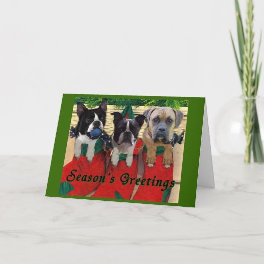 Strumpf Pups Feiertagskarte (Vorderseite)