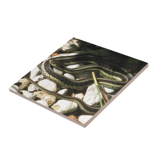 Strumpfband-Schlange auf Felsen Fliese (Seite)