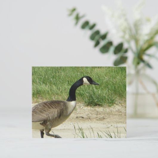 Strutgose Postkarte (Stehend Vorderseite)