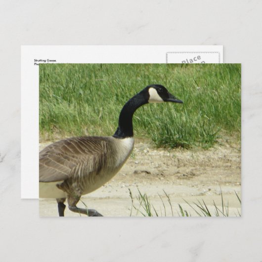 Strutgose Postkarte (Vorne/Hinten)