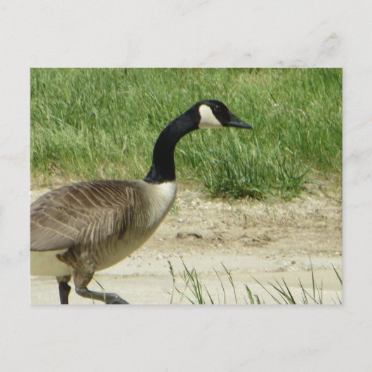 Strutgose Postkarte (Vorderseite)