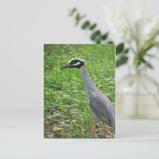 Strutting Heron Postkarte (Stehend Vorderseite)