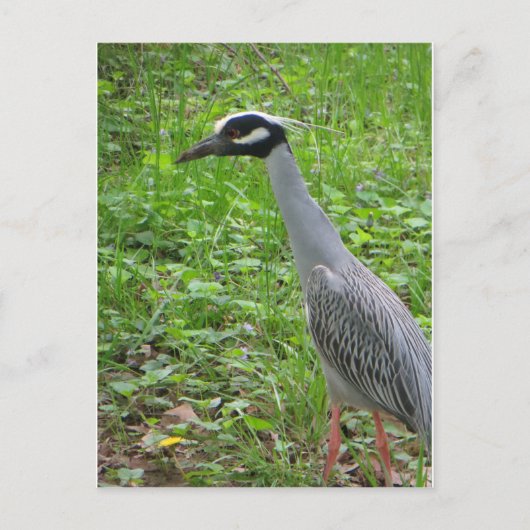 Strutting Heron Postkarte (Vorderseite)