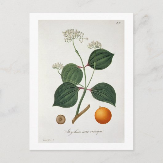 Strychnos nux vomica von "Phytographie Medicale" Postkarte (Vorderseite)