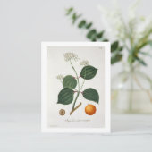 Strychnos nux vomica von "Phytographie Medicale" Postkarte (Stehend Vorderseite)