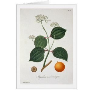 Strychnos Nuxeiterauswurf von 'Phytographie