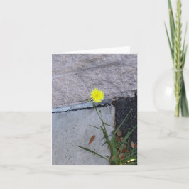 Stubborn Beauty 2 auf einer Notenkarte