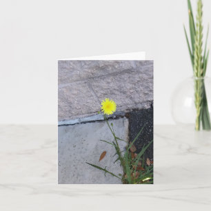 Stubborn Beauty 2 auf einer Notenkarte
