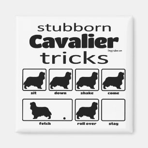 Stubborn Cavalier Tricks Magnet