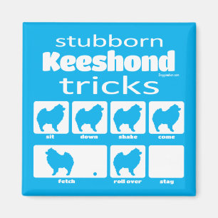 Stubborn Keeshond Tricks Magnet
