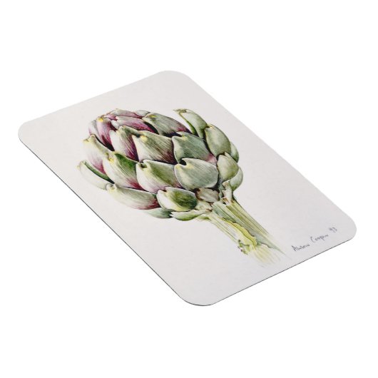 Studie Artichoke 1993 Magnet (Rechte Seite)