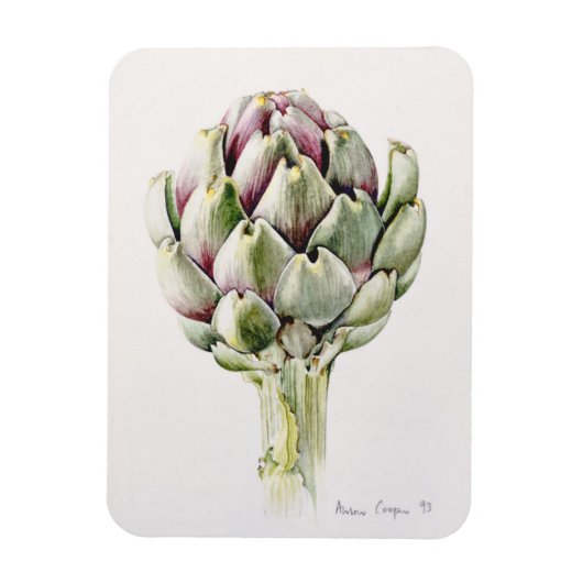 Studie Artichoke 1993 Magnet (Vertikal)