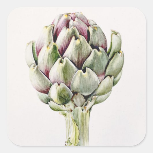 Studie Artichoke 1993 Quadratischer Aufkleber (Vorderseite)