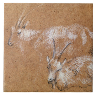 Studie der Ziegen (Zeichnen) Fliese