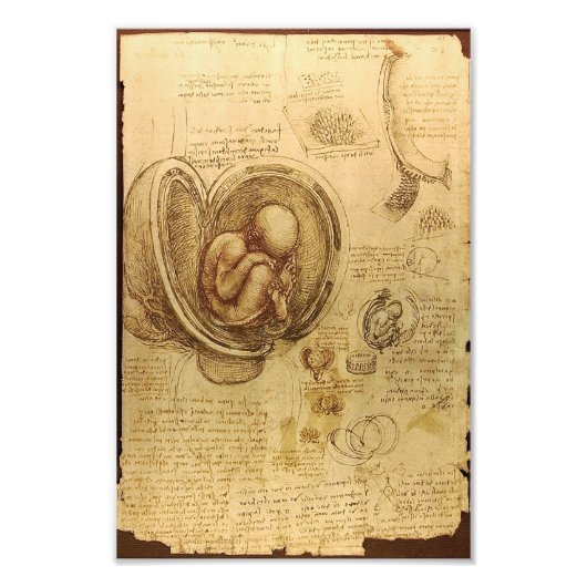 Studie des Babyfötus von Leonardo da Vinci Fotodruck (Vorne)