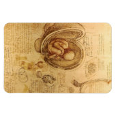Studie des Babyfötus von Leonardo da Vinci Magnet (Horizontal)