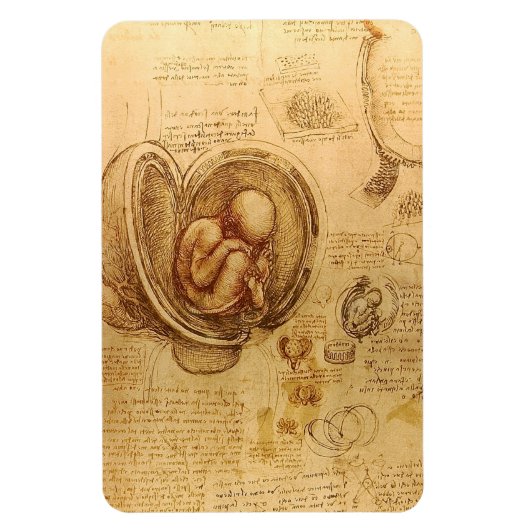 Studie des Babyfötus von Leonardo da Vinci Magnet (Vertikal)