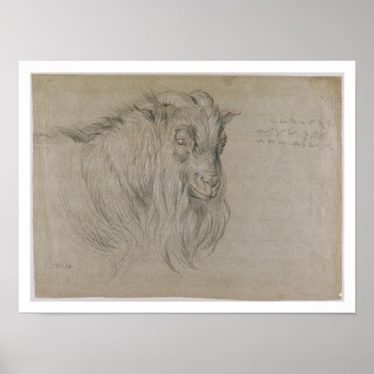 Studie des Leiters einer Ram (schwarz, sanguine & Poster (Vorne)