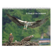 Studie des Seahawk Kalender (Titelbild)
