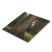 Studie des Stammes eines Ulmen-Baums, c.1821 (Öl Fliese (Seite)