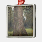 Studie des Stammes eines Ulmen-Baums, c.1821 (Öl Silbernes Ornament (Links)