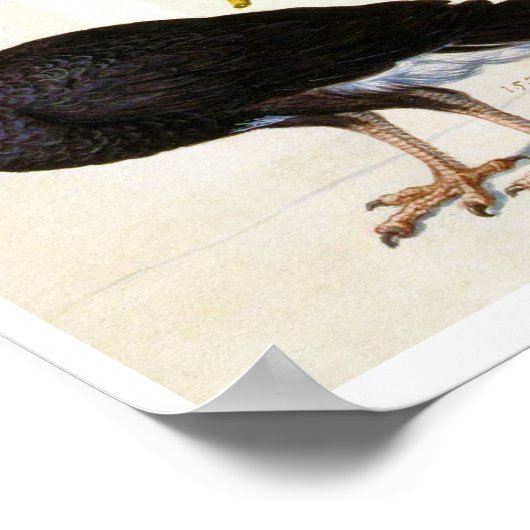 Studie einer Helmeted Curassow, Arcimboldo Poster (Ecke)