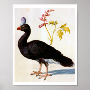 Studie einer Helmeted Curassow, Arcimboldo Poster