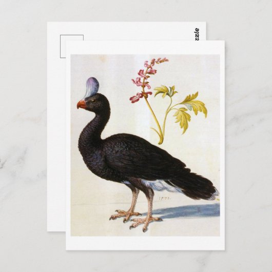 Studie einer Helmeted Curassow, Arcimboldo Postkarte (Vorne/Hinten)