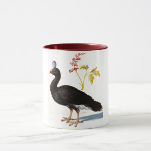 Studie einer Helmeted Curassow, Arcimboldo Tasse