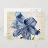 Studie einer Lilie, 1526 Postkarte (Vorne/Hinten)