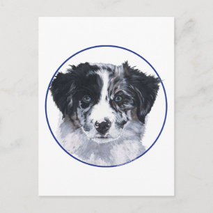 Studie eines Border Collie-Kopfes Postkarte