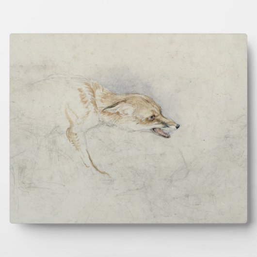 Studie eines Crouching Fox, nach rechts gerichtet Fotoplatte (Vorderseite)