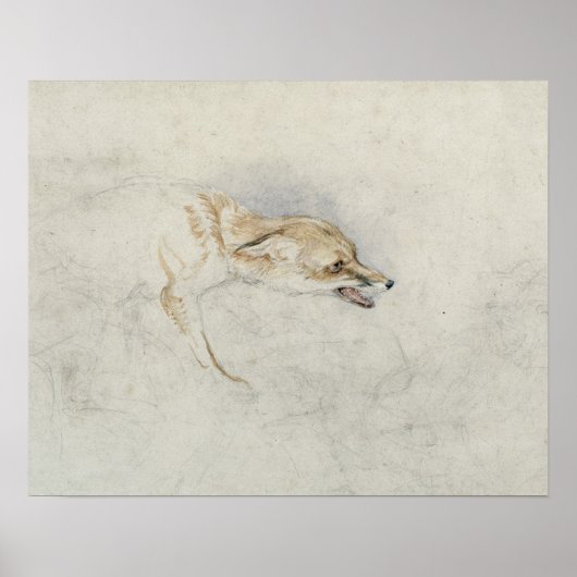 Studie eines Crouching Fox, nach rechts gerichtet Poster (Vorne)