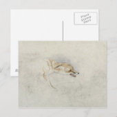 Studie eines Crouching Fox, nach rechts gerichtet Postkarte (Vorne/Hinten)