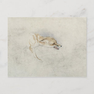 Studie eines Crouching Fox, nach rechts gerichtet Postkarte