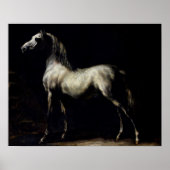 Studie eines Daple Gray Poster (Vorne)