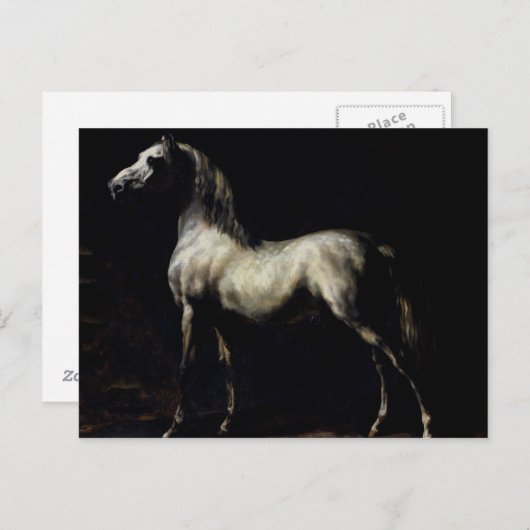 Studie eines Daple Gray Postkarte (Vorne/Hinten)