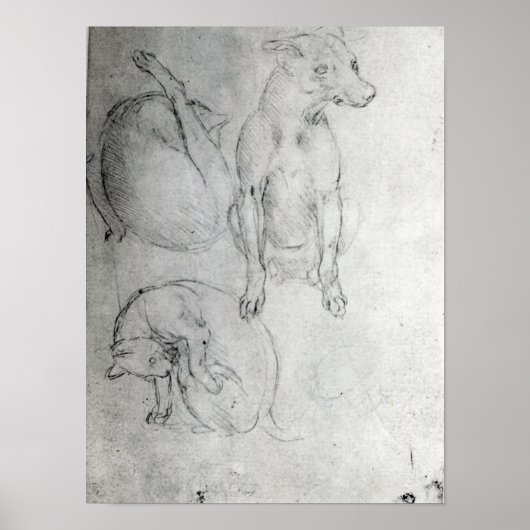 Studie eines Hundes und einer Katze, c.1480 Poster (Vorne)